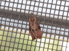 Evora hemidesma
