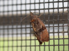 Evora hemidesma