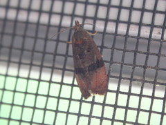 Evora hemidesma