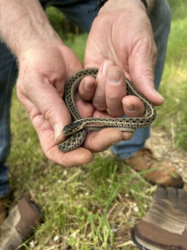 iNaturalist observation 2025-05-06
