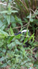 Athalia scutellariae