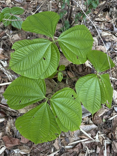 Dioscorea hispida observed 2025-05-07