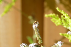 Sphex ichneumoneus