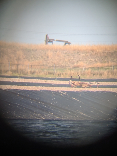 Black-necked Stilt