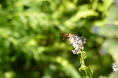 Sphex ichneumoneus