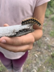 Malacosoma californica