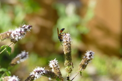Sphex ichneumoneus