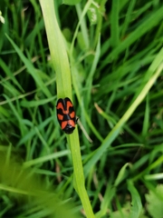 Cercopis vulnerata