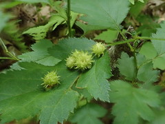 Dasineura crataegibedeguar