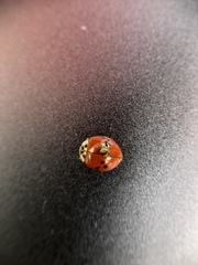 Hesperomyces virescens