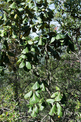 Quercus urbanii