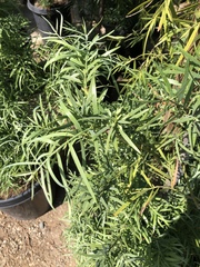 Podocarpus grayae