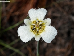 Calochortus ownbeyi
