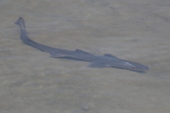 Mustelus californicus