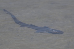 Mustelus californicus