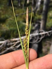 Carex halliana
