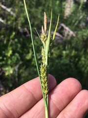 Carex halliana