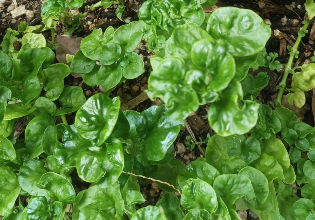 Spinacia oleracea