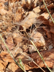 Tragopogon balcanicus