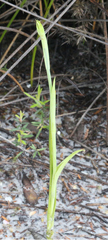 Calochilus herbaceus