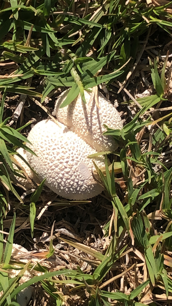 Lycoperdon pratense · May 2025 · photo: © rob_beattie1 (iNaturalist, cc-by)