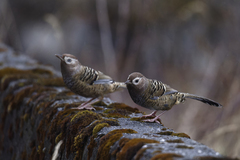 Barred Laughingthrush photo 4
