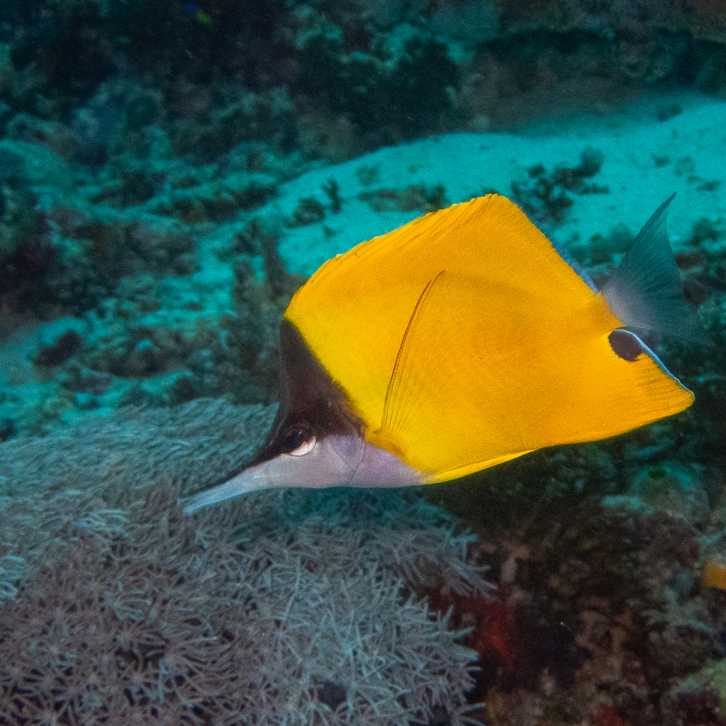 Forcepsfish