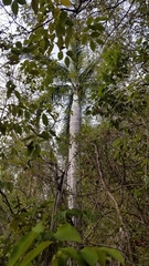 Pseudophoenix vinifera