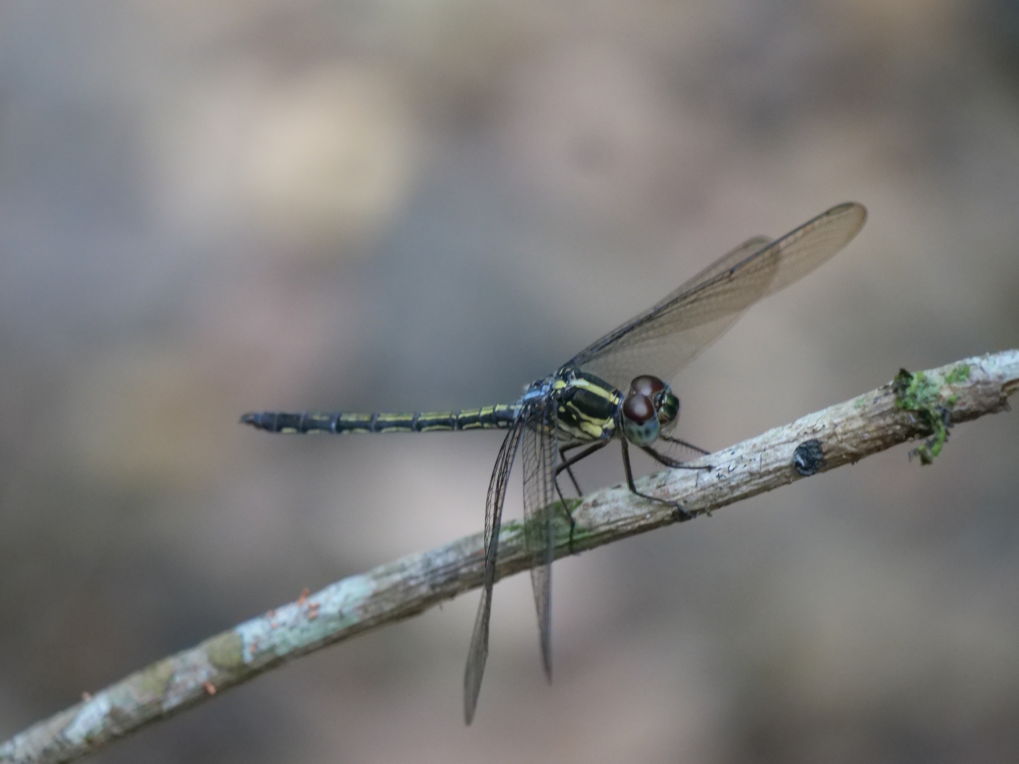 Emerald-Banded Skimmer