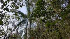 Pseudophoenix vinifera