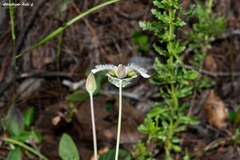 Calochortus ownbeyi