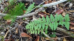 Myriopteris microphylla