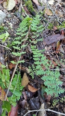 Myriopteris microphylla