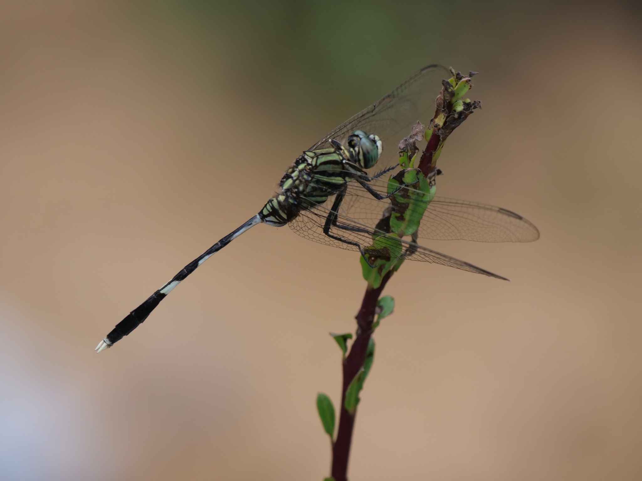 Slender Skimmer