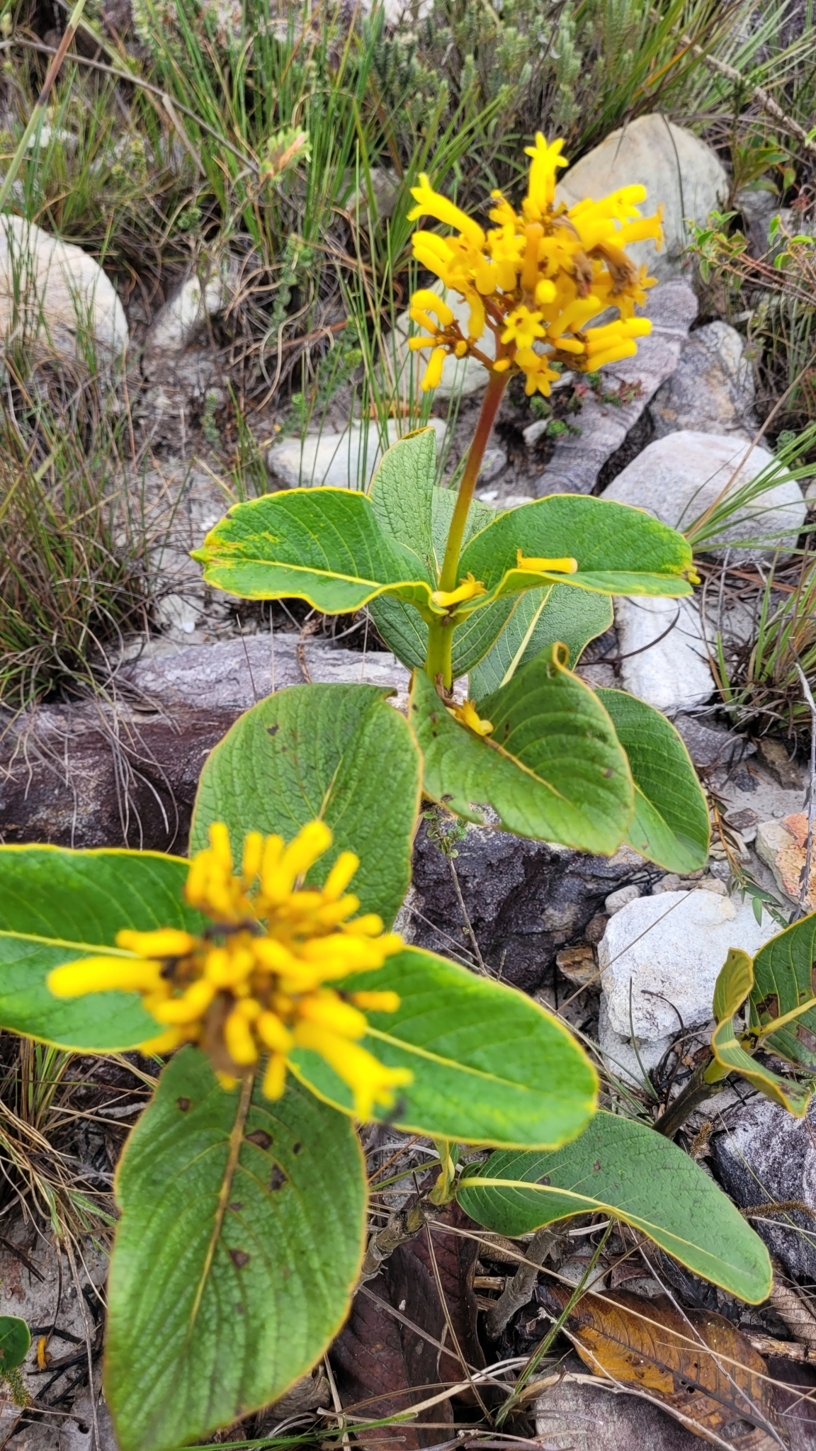 Palicourea rigida