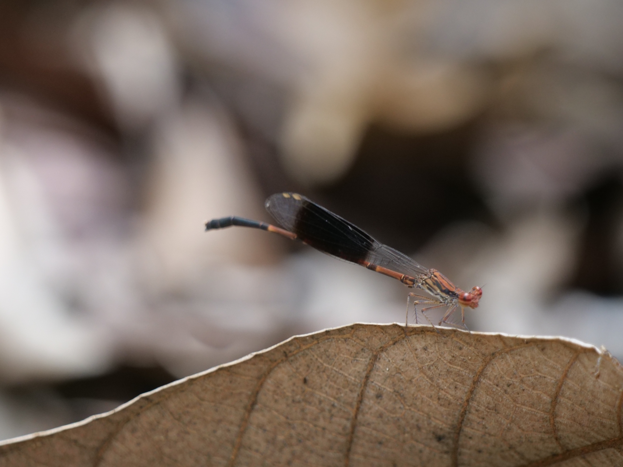 Black-Banded Threadtail