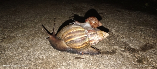 African Giant Snail, Puyo, Ecuador, photo 10 of 10