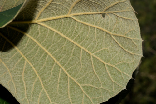 Quercus urbani