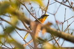 Telophorus sulfureopectus