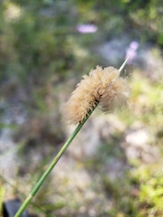 Pygarctia