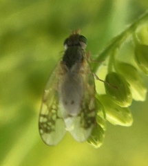 Acanthiophilus helianthi