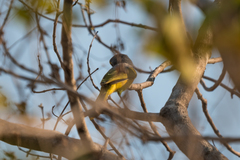 Telophorus sulfureopectus