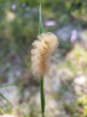 Pygarctia
