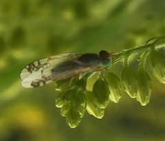 Acanthiophilus helianthi