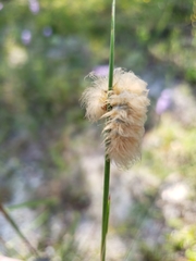 Pygarctia