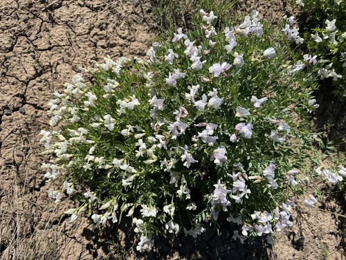 Image of Lathyrus rigidus by no rights reserved