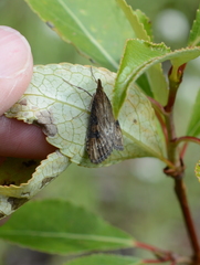 Udea turmalis