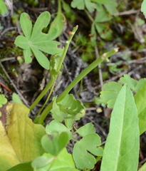 Botrychium minganense