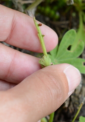 Botrychium minganense