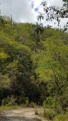 Pseudophoenix vinifera